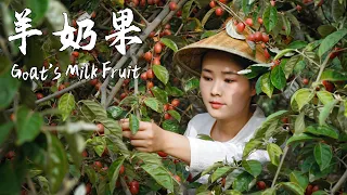 Goat's Milk Fruit — a Yunnan fruit that 90% of people have never tried