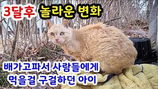 배가 고파서 사람들에게 먹을것을 구걸하던 길고양이 샤미, 3달후 놀라운 변화