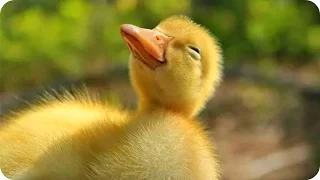 Смешные Утята! Funny Ducklings / Умилительные Утята! Cute Duckling/