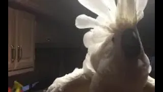 Chief the Cockatoo CUSSES out the owner for leaving room!