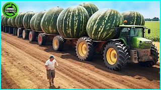 The Most Modern Agriculture Machines That Are At Another Level, How To Harvest Mangoes On Farm