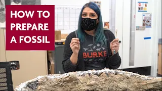 How the Burke Prepares a Fossil