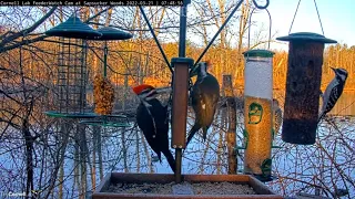 Woodpecker Wonderland At Cornell Feeders | 3 Pileated Woodpeckers! – March 21, 2022