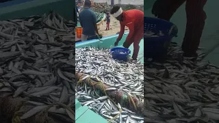 5 டண் மத்தி மீன் பிடித்தி௫கிறோம் /we caught 5 டண் sardine fish /mayilai meenavan #shorts