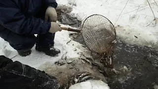 Ловим живца зимой сачком, мор рыбы.