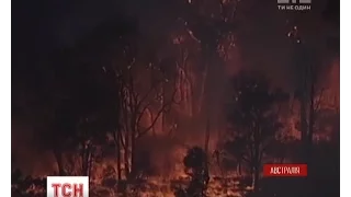 Сідней у вогні: у передмісті австралійської столиці сталася масштабна пожежа