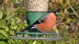 Bullfinch in January on The Peckish Bird Feeder