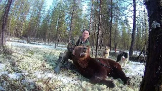 Охота на медведя с собаками 19г.(Big bear hunting)