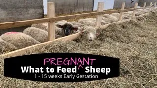 What to Feed Pregnant Ewes.  1 - 15 weeks of early gestation requires a change in feed plan.