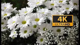 The Most Beautiful Flowers Collection 4K ULTRA HD