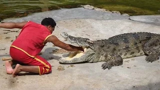 Crazy players with crocodiles in Thailand very dangerous work