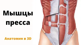 Мышцы пресса. Краткая 3D анатомия мышц пресса.