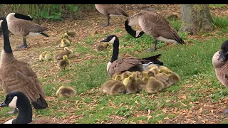 #Legion ! Canada #goose #baby's morning routine 20230516