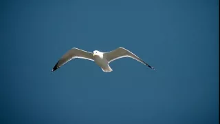 Seagull flying in the Sky