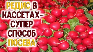 Редиска в касетах - супер спосіб вирощування ранніх вітамінних коренеплодів у теплиці. Економно!