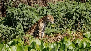 Brazil 2015 - Wildlife of The Pantanal Part Two: Porto Jofre and the Sao Lourenco River