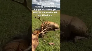 Try to cut the elk free