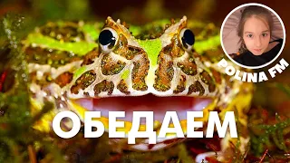 Лягушка Рогатка | Как правильно кормить