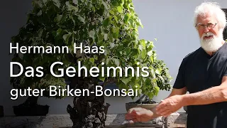 Hermann Haas gibt einen Einblick in seine beeindruckende Sammlung von Birken-Bonsai und deren Pflege