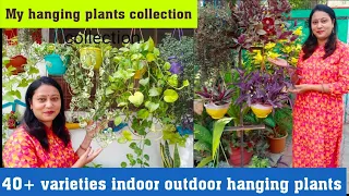 My hanging plants collection with names 40+ varieties of indoor and outdoor hanging plants