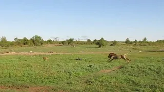 Male lion chases wildebeest calf into his pride