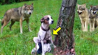 늑대들이 나무에 묶인 임신한 개를 발견하고 충격적 행동...