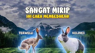 MIRIP!!! TERNYATA INI CARA MEMBEDAKAN KELINCI DAN TERWELU