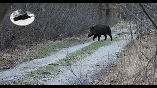 WILD BOAR AND RED DEER HUNTING IN FEBRUARY 2024