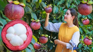 Early season of mangosteen | Juice purple mangosteen collect + eat | Harvest fruit in my homeland