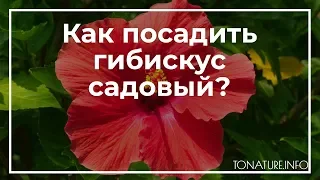 Как посадить гибискус садовый? | toNature.Info