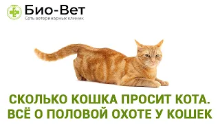 Сколько Кошка Просит Кота // Всё о Половой Охоте у Кошек // Сеть Ветклиник Био-Вет