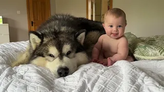 Giant Husky Adopts Adorable Baby Boy As His Own! (Cutest Ever!!)