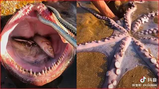 Catching Seafood 🦑🦀 Deep Sea Octopus (Catch Crab, Catch Fish) - Tik Tok #29