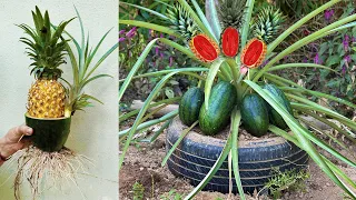 Watermelon With Pineapple : Grafting Pineapple tree with watermelon To Has a lot of fruit
