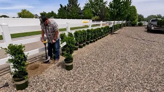 Planting a Massive Wall of Boxwoods! 🤩🙌🌿 // Garden Answer