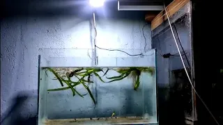 diy light for planted aquarium in 5 minutes 😱