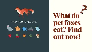 Want To Know What Foxes Eat? Pet Fox Diet