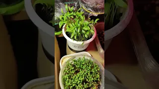 Ферма Огород в Квартире #microgreens #микрозелень #зож #ферма #огород #семена #рассада #огород #я