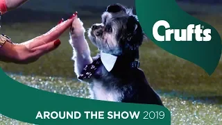 Teddy Steals the Show - Today at Crufts Day 3 | Crufts 2019