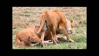 Very cute lion cub plays with dad's tail in the Mara