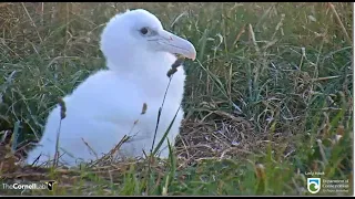 Royal Albatross ~ LGK Leaves TF Alone For 1st Time! Post Guard Stage Has Begun! 1st Visitor! 2.20.24