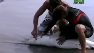 Spinner Shark Bite