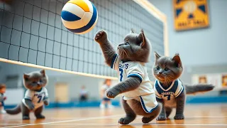 CUTE BRITISH SHORTHAIR KITTENS PLAYING NOT ONLY FOOTBALL BUT VOLLEYBALL !!! Funniest Cat Videos