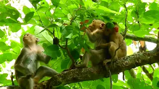 Cute baby monkey