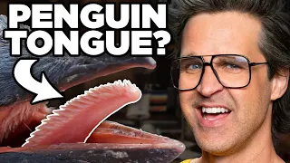 Match The Animal To The Tongue (Game)