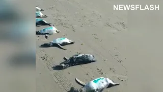 Dead And Dying Penguins Wash Up On Beaches