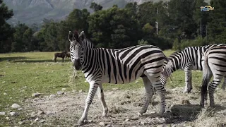 Watch Beautiful Elephant and Zebra Friendship #elephant #zebra #dilindungi #binatang