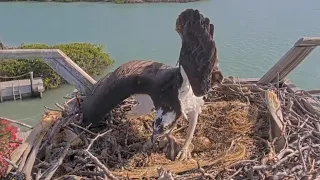 Captiva Osprey Cam | Edie Flip Over | April 30, 2024