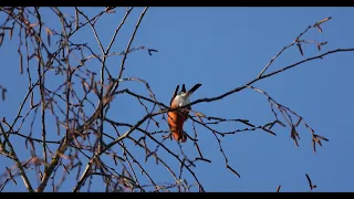 Ein Gimpel Männchen mit der Canon EOS R5 und dem Objektiv RF 800 gefilmt.