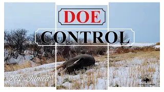 2022 Doe Management | Big Doe Down | Mule deer hunting | Southern Alberta